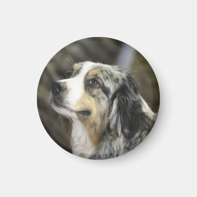 Aimant Aussie (Devant)