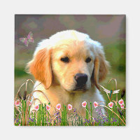 Austin The Golden Labrador