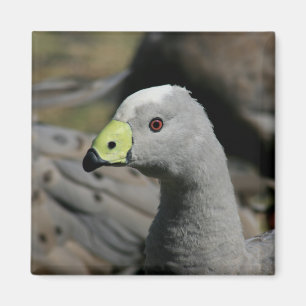 Aimant Australie Cap Barren Goose