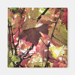 AIMANT AUTOMNE