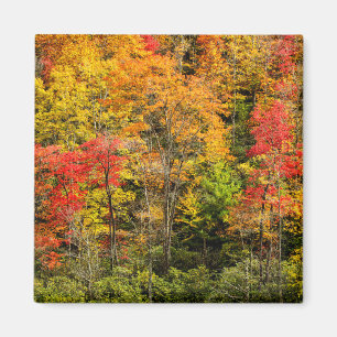Aimant Automne à Sims Pond North Carolina, Blue Ridge