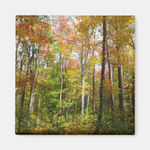 Aimant Automne Forêt I Automne Paysage Photographie