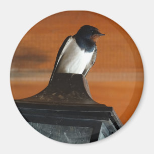 Aimant Avaler l'oiseau sur la lampe photo magnétique rond