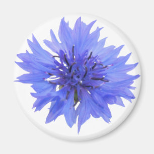 Aimant avec fleur de maïs bleu sauvage