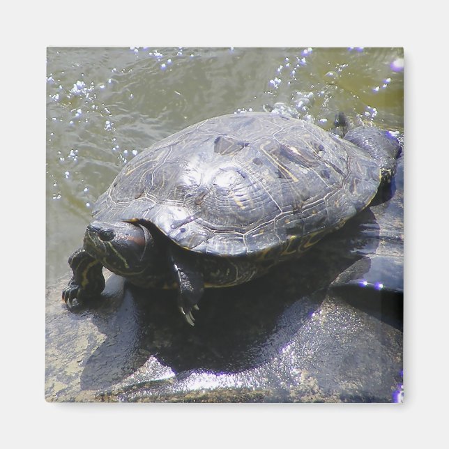 Aimant avec tortue (Devant)