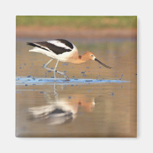 Aimant Avocet américain dans les étangs
