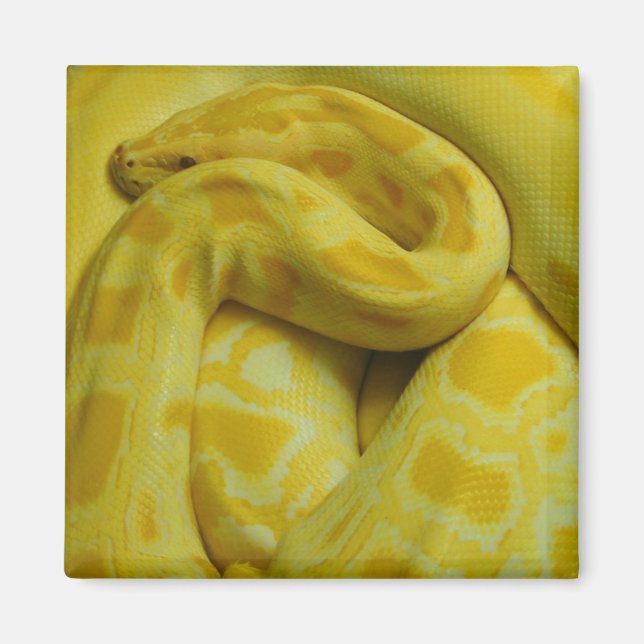 Aimant Awesome Yellow Burmese Python (Devant)