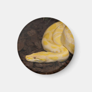 Aimant Awesome Yellow Burmese Python