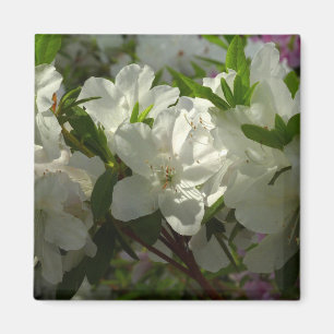 Aimant Azalées Blancs Solaires Belles Fleurs De Printemps