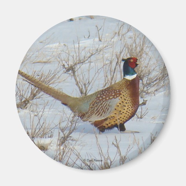 Aimant B22 Pheasant à cou circulaire (Devant)