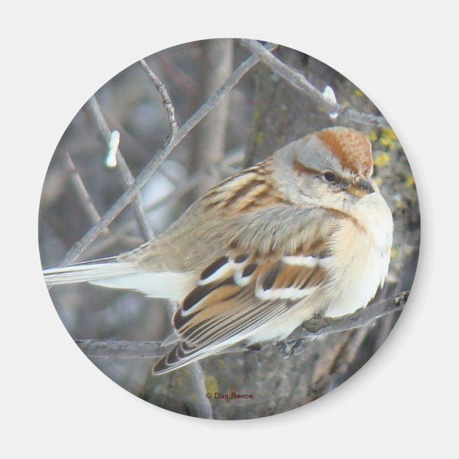 Aimant B24 Bruant commun (Devant)