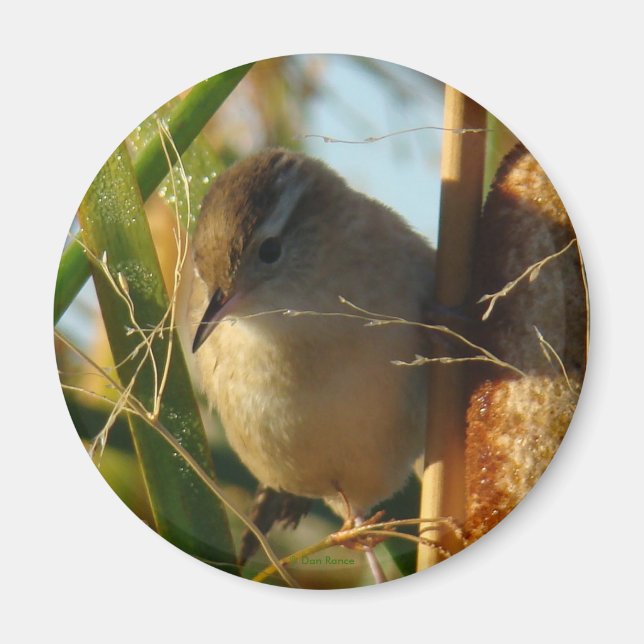 Aimant B3 Marsh Wren (Devant)