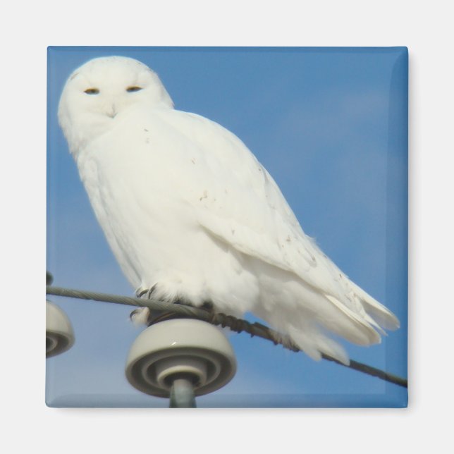Aimant B50 Snowy (Devant)