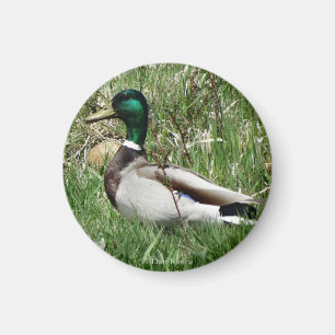 Aimant B55 Duck de Mallard Drake Greenhead dans l'herbe