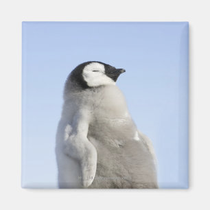 Aimant Baby Empereur Penguin, île de Snow Hill