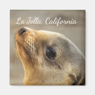 Aimant Baby Sea Lion, La Jolla, Californie