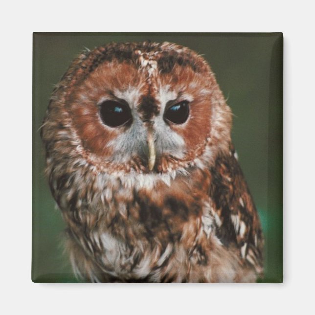 Aimant Baby Tawny Owl (Devant)