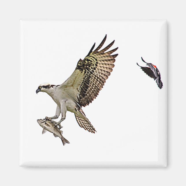 Aimant Balbuzard chassé par un merle à ailes rouges (Devant)