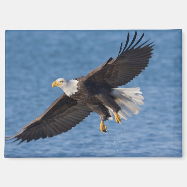 Aimant Bald eagle in flight (Recto)