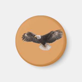 Aimant bald eagle pin , commonly sold as