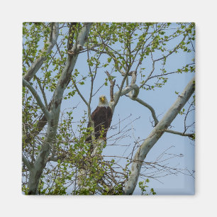 Aimant Bald Eagle Smile