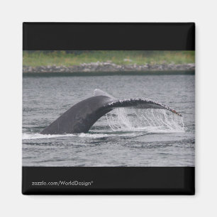 Aimant Baleine