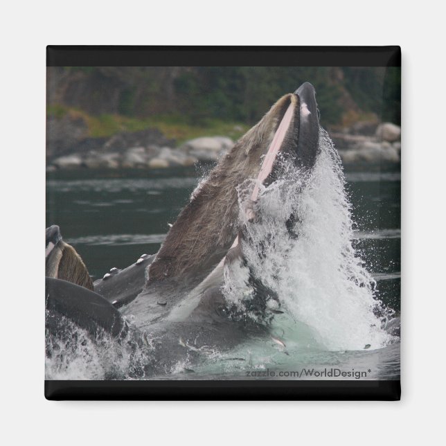 Aimant Baleine (Devant)