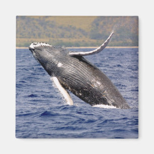 Aimant Baleine à bosse