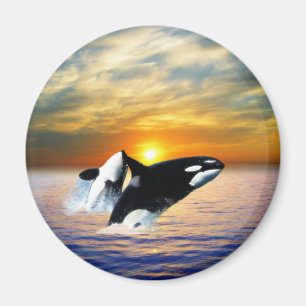 Aimant Baleines au coucher du soleil