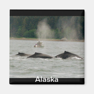 Aimant Baleines d'Alaska
