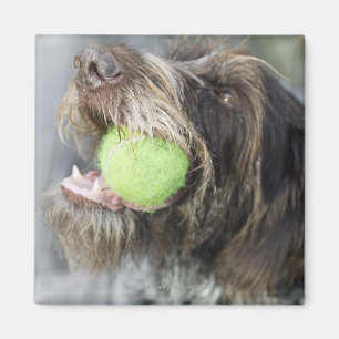 Aimant Balle de tennis acérée de chien d'indicateur, pl