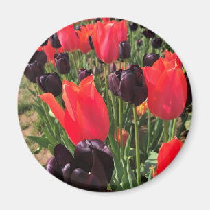 Aimant Ballerine et reine des Night Tulips