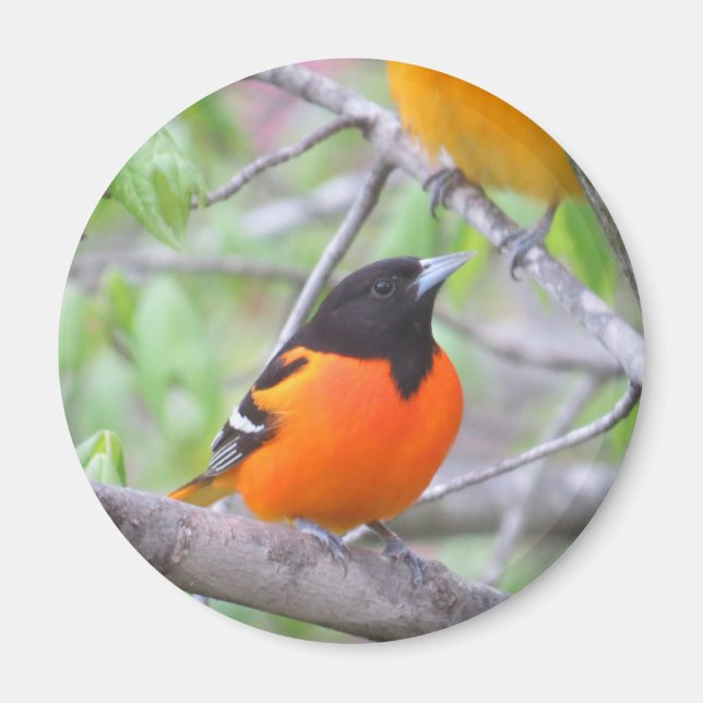Aimant Baltimore Oriole (Devant)