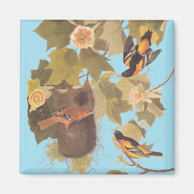 Aimant Baltimore Oriole Audubon Bird Family avec nid (Devant)