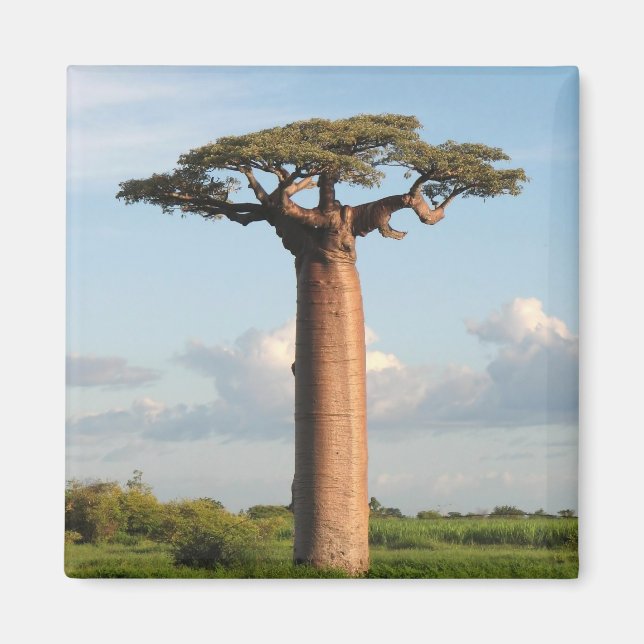 Aimant Baobab de Grandidier Madagascar (Devant)