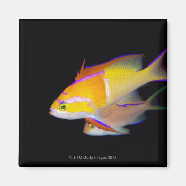 Aimant Bar blanc Anthias (Devant)