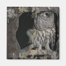 Barred Owl - Voici ce que vous regardez!