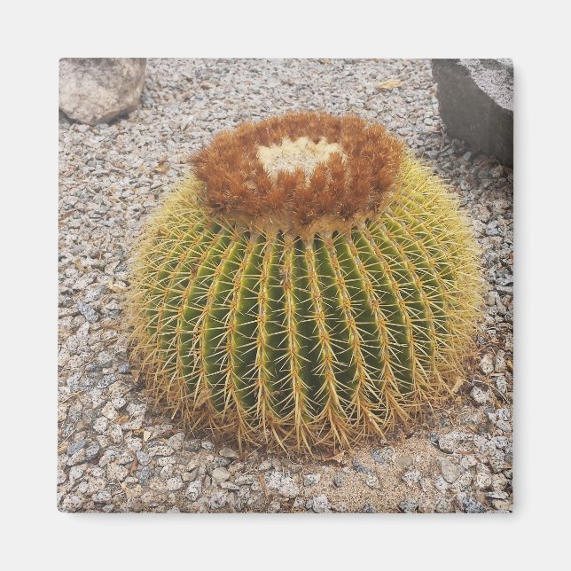 Aimant Barrel Cactus (Devant)