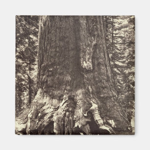 Aimant Base du géant grisâtre, 'du livre de Yosemite