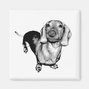 Aimant Basset allemand noir et blanc tramé Doxie de phot