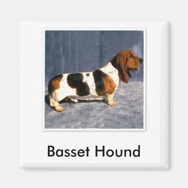 Aimant basset_hound 2, Basset Hound (Devant)