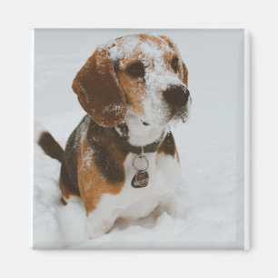 Aimant beagle