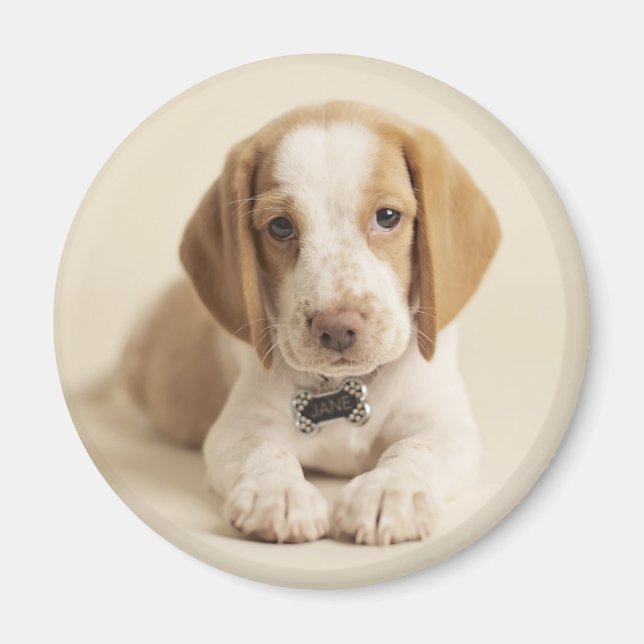 Aimant Beagle Puppy (Devant)