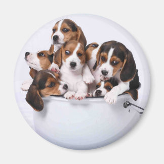 Aimant Beagles dans Bucket