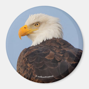 Aimant Beau aigle à tête blanche dans un arbre