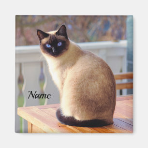 Aimant Beau chat siamois avec yeux bleus