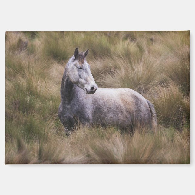 Aimant Beau cheval gris couleur (Recto)