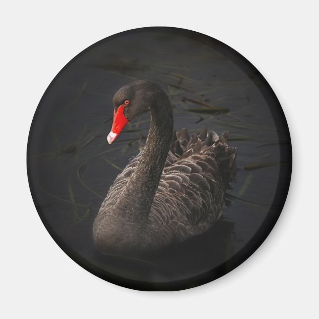 Aimant Beau cygne noir avec un bec rouge vif (Devant)