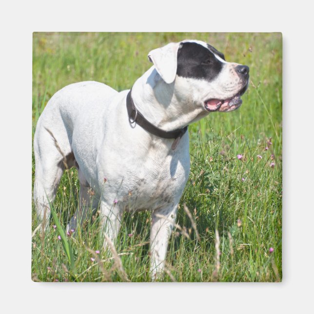 Aimant Beau Dogo Argentino (Devant)