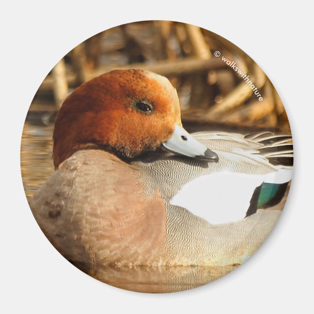 Aimant Beau étranger en ville Eurasian Wigeon (Devant)